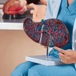 ​Jetra - Sve što trebate znati: gdje se nalazi, bolesti, simptomi i liječenje